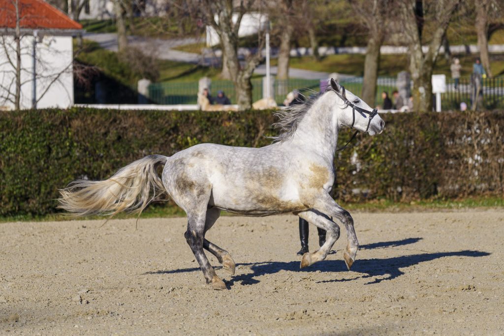Lipica, nel regno dei cavalli bianchi 4 Un lipizzano si allena al galoppo.