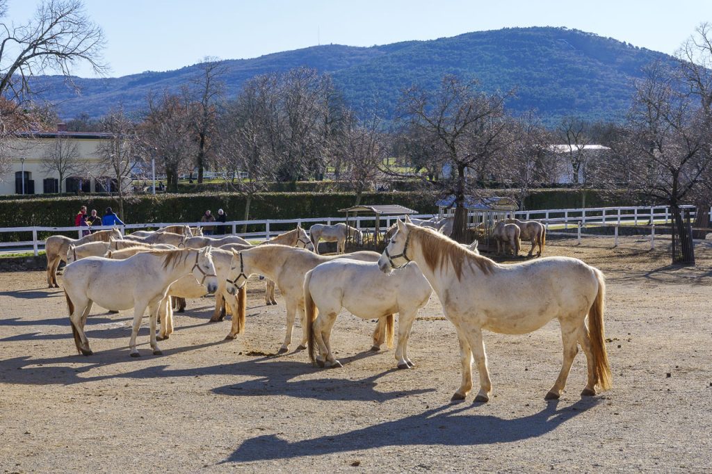 Lipica, nel regno dei cavalli bianchi 9 Le cavalle lipizzane si godono il sole invernale.