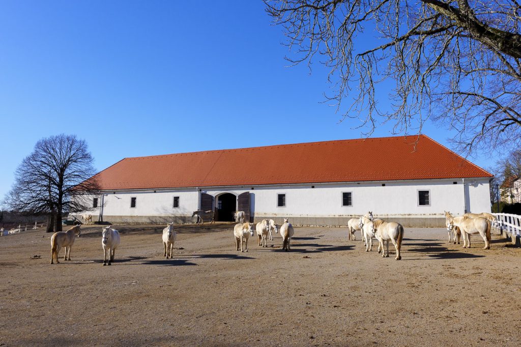 Lipica, nel regno dei cavalli bianchi 3 La grande stalla dove vivono le cavalle lipizzane.