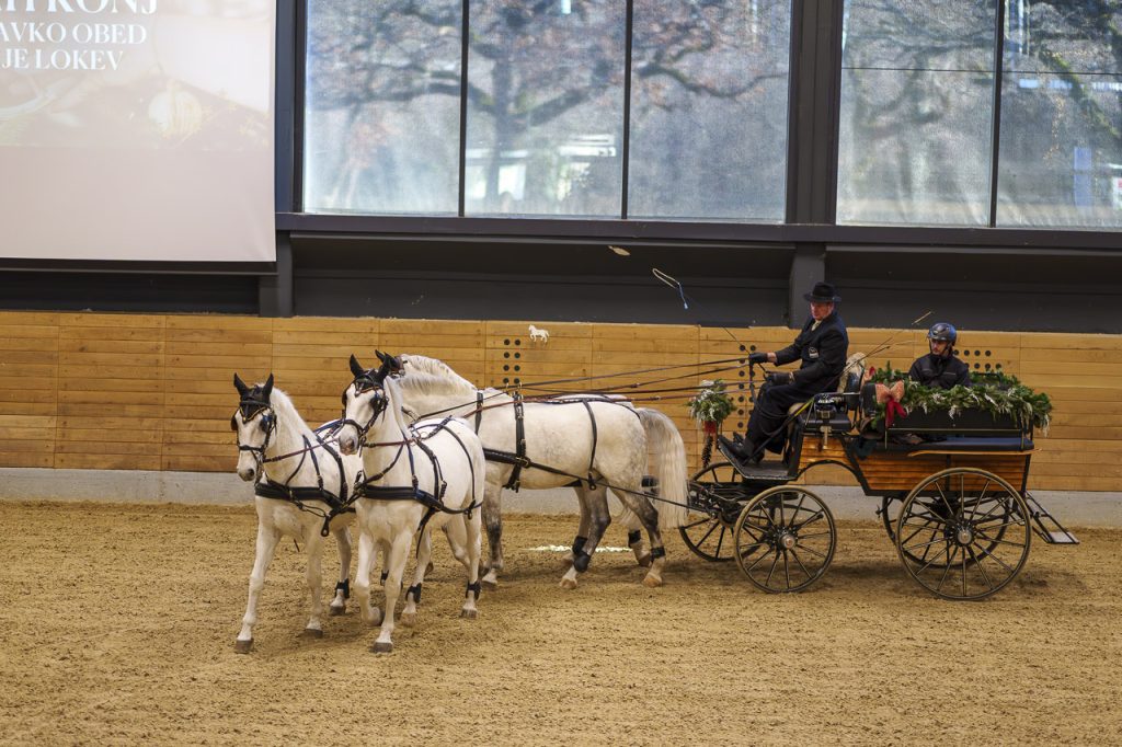 Lipica, nel regno dei cavalli bianchi 5 Il calesse trainato da 4 lipizzani.