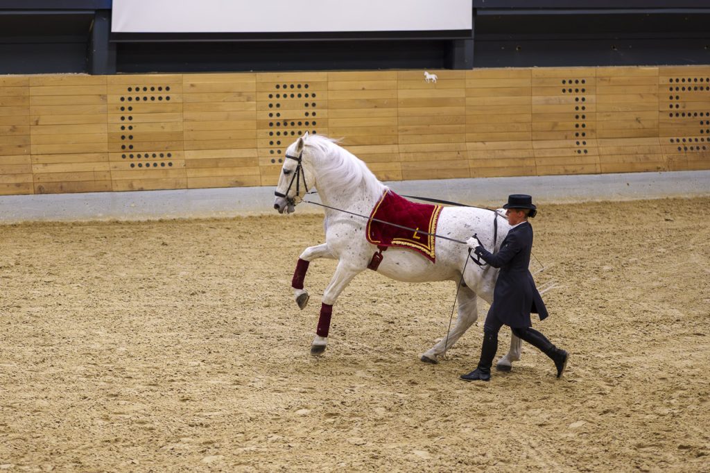 Lipica, nel regno dei cavalli bianchi 10 Lipizzano a passo di danza.