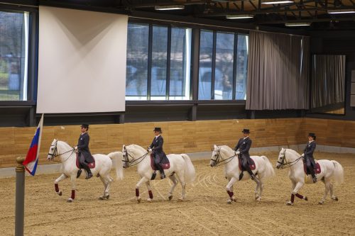 Pronti per lo spettacolo dei lipizzani!