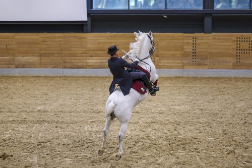 Lipizzano in volo!