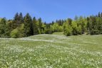 La magia dei narcisi a Javorniški Rovt