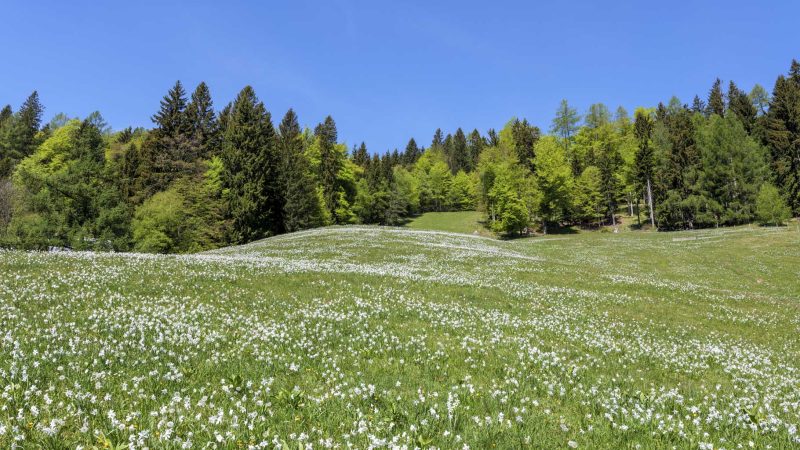 La magia dei narcisi (e non solo) a Javorniški Rovt 31 La magia dei narcisi a Javorniški Rovt