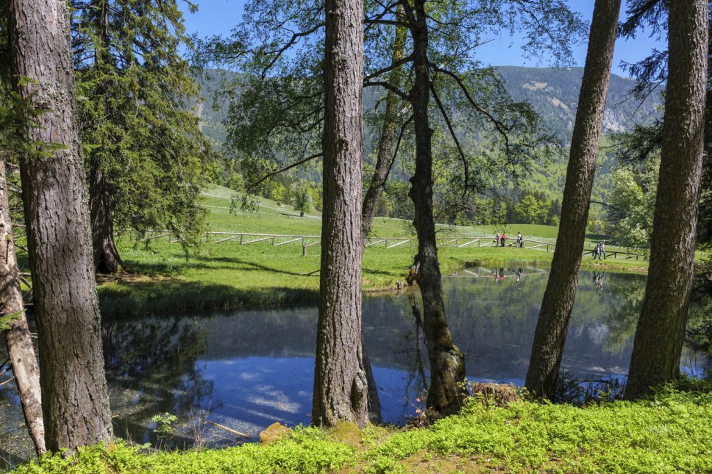 Magnifici alberi e 3 laghetti nel parco di Zois a Javorniški Rovt.