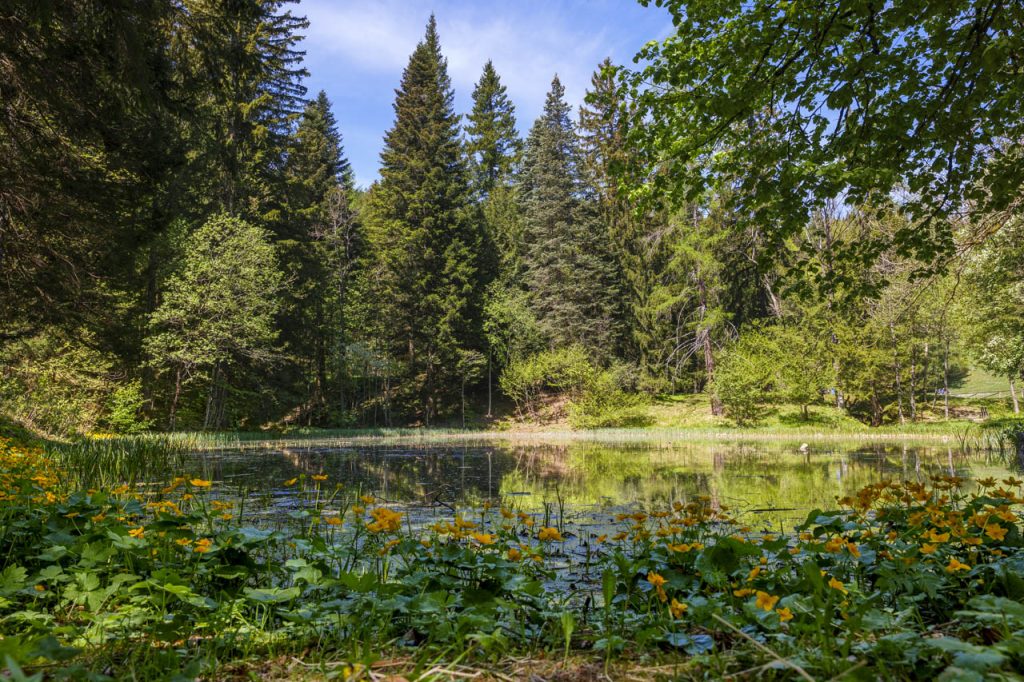 Alberi, fiori, laghetti: il Parco Zois è una meraviglia!