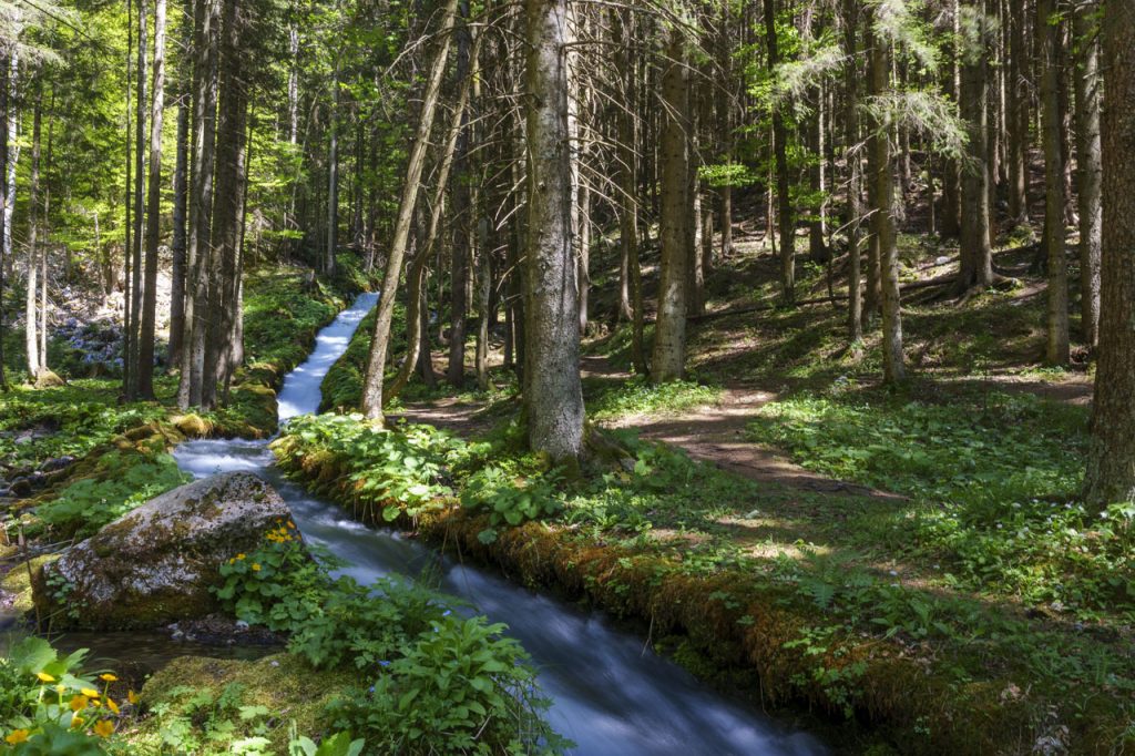Il torrente Javornik scorre impetuoso attraverso il bosco.