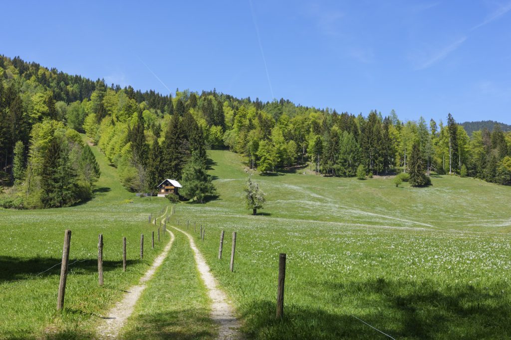 Una splendida radura piena di narcisi si apre dietro al parco Zois.