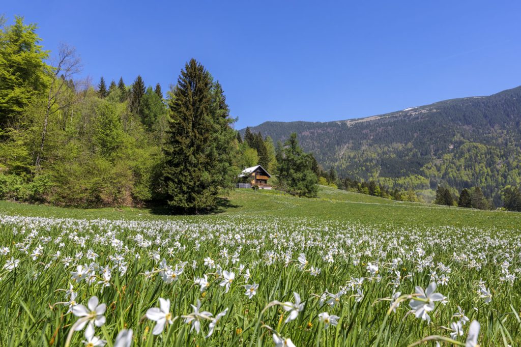 Un prato di narcisi a Javorniški Rovt.