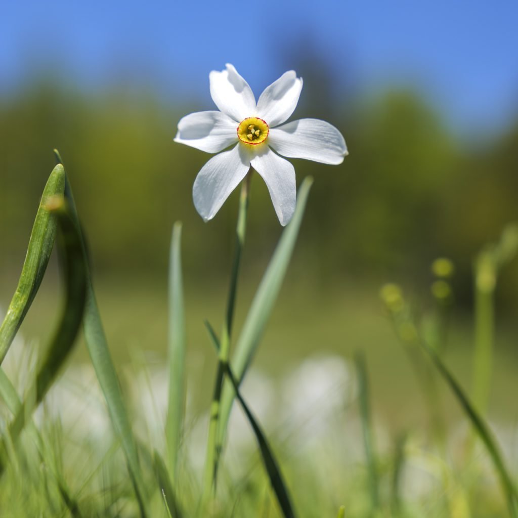 Il narciso selvatico "ključavnica" tipico di Javorniški Rovt.
