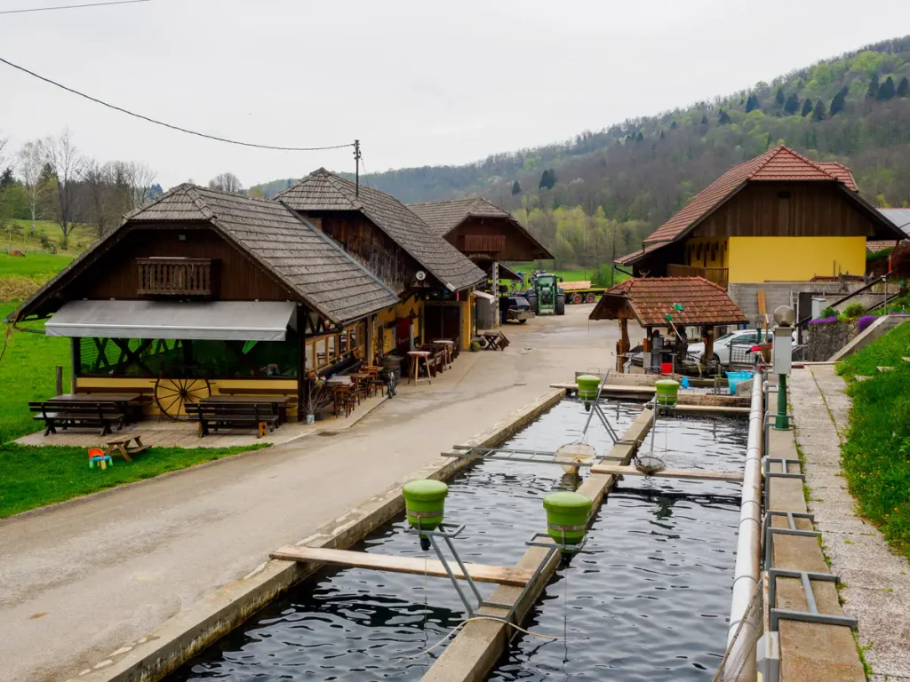 La ribogojnica, l'allevamento ittico di trote iridee della Kmetija Mlinar.
agriturismi in Slovenia