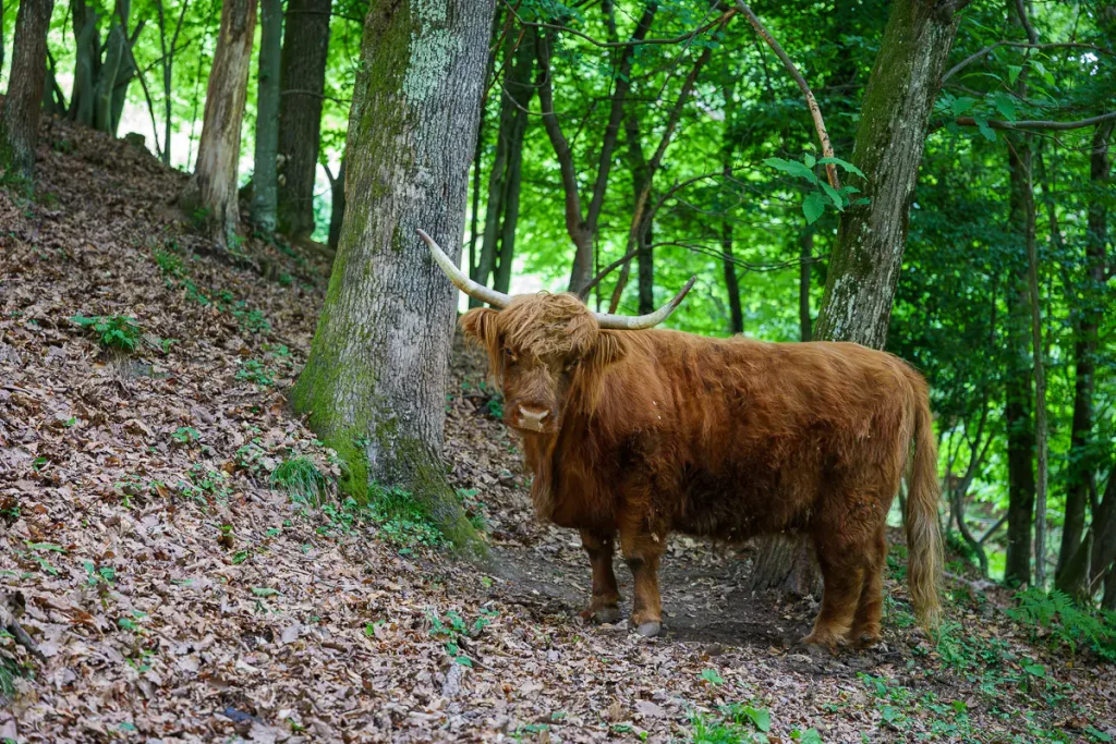 Cosa vedere in Dolenjska: itinerario di 3 giorni tra natura, storia e ospitalità 8 Una maestosa mucca highlander alla domačija Vesel.