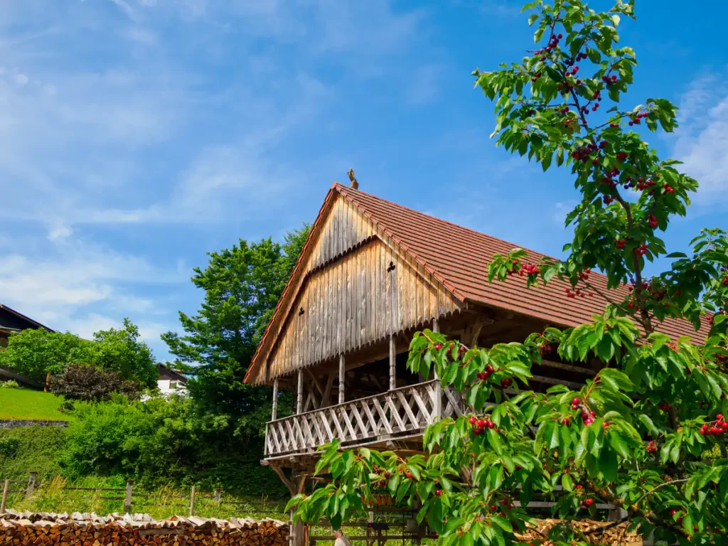 Alla scoperta di Škofljica: itinerario verde e insolito alle porte di Lubiana 3 Lo splendido Ruskov Kozolec e le ciliegie del percorso della frutta.