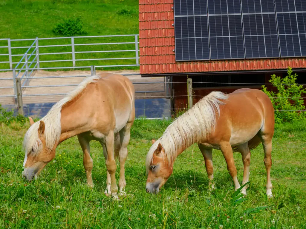 Alla scoperta di Škofljica: itinerario verde e insolito alle porte di Lubiana 9 Gli splendidi cavalli Haflinger alla Kmetija Pr' Primaš.
