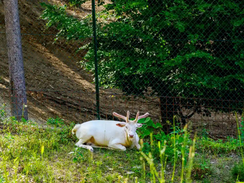 Alla scoperta di Škofljica: itinerario verde e insolito alle porte di Lubiana 11 Un daino albino nel bosco presso la Gostilnica Orle.